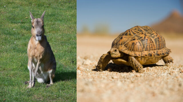 Writing Quantity versus Quality: The Hare and the Tortoise (Aesop Fables)
